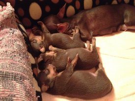 Фото 15.10.2017, 21 49 46.jpg (276.55 КБ, Просмотров: 2607) Фото 15.10.2017, 21 49 46.jpg