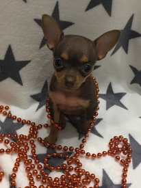 малышка 02.jpg (336.05 КБ, Просмотров: 2600) малышка 02.jpg