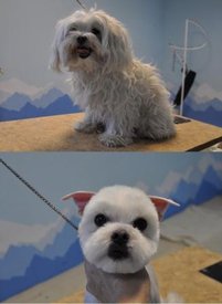 Мальтезе Готово.jpg (22.37 КБ, Просмотров: 3498) Мальтезе Готово.jpg