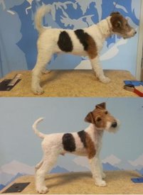 Фокся Готово.jpg (24.07 КБ, Просмотров: 3280) Фокся Готово.jpg