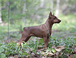 тАЙ.jpg (41.85 КБ, Просмотров: 78655) тАЙ.jpg