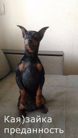 з преданность.jpg (13.38 КБ, Просмотров: 6163) з преданность.jpg