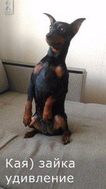 з удивление.jpg (13.8 КБ, Просмотров: 6645) з удивление.jpg