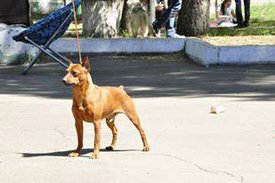 кузя стойка красиво.jpg (12.42 КБ, Просмотров: 6048) кузя стойка красиво.jpg