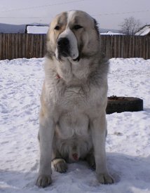 P3310020.JPG (113.02 КБ, Просмотров: 2432) P3310020.JPG