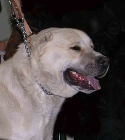 Халиф отец Шейха.jpg (37.51 КБ, Просмотров: 2432) Халиф отец Шейха.jpg