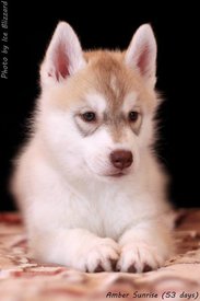 1457569_562710447136992_413474180_n.jpg (32.24 КБ, Просмотров: 10043) 1457569_562710447136992_413474180_n.jpg