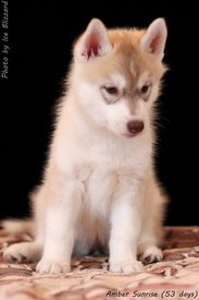 1460181_562710380470332_697799122_n.jpg (33.11 КБ, Просмотров: 10223) 1460181_562710380470332_697799122_n.jpg