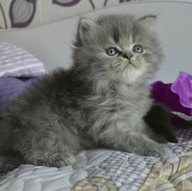котик2.jpg (73.78 КБ, Просмотров: 4192) котик2.jpg
