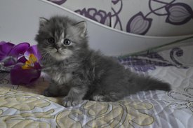 котик11.jpg (46.54 КБ, Просмотров: 4196) котик11.jpg