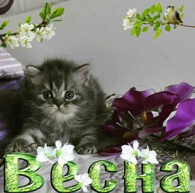 котик1-min.jpg (42.74 КБ, Просмотров: 4192) котик1-min.jpg