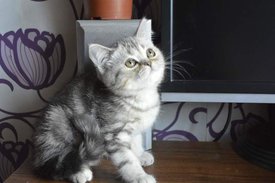 1269231.jpg (25.29 КБ, Просмотров: 3720) 1269231.jpg