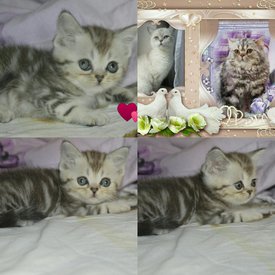 Белль и Покер.jpg (185.26 КБ, Просмотров: 3717) Белль и Покер.jpg