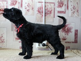 ккк.jpg (262.28 КБ, Просмотров: 1918) ккк.jpg