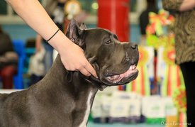 4202DACD-83F6-401F-9269-476B7CF3C952.jpeg (103.32 КБ, Просмотров: 6263) 4202DACD-83F6-401F-9269-476B7CF3C952.jpeg