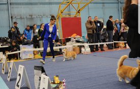 20180502_113557.jpg (437.35 КБ, Просмотров: 7067) 20180502_113557.jpg