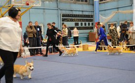 20180502_113536.jpg (484.71 КБ, Просмотров: 7067) 20180502_113536.jpg