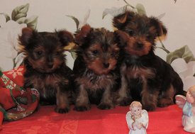 image.jpg (108.64 КБ, Просмотров: 1314) image.jpg