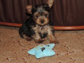 image (1).jpg (171.2 КБ, Просмотров: 1433) image (1).jpg