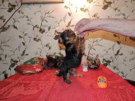 image (3).jpg (130.73 КБ, Просмотров: 1314) image (3).jpg