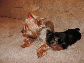 image (5).jpg (133.41 КБ, Просмотров: 1433) image (5).jpg