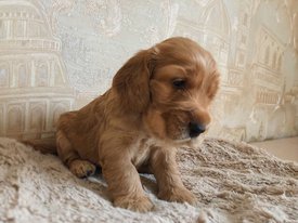 E182EE27-B181-4DF1-91D2-DBD0A8B07D69.jpeg (151.85 КБ, Просмотров: 1356) E182EE27-B181-4DF1-91D2-DBD0A8B07D69.jpeg