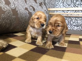 6DD7E600-80C9-4EAC-8BE8-95D5AE07C170.jpeg (141.96 КБ, Просмотров: 1356) 6DD7E600-80C9-4EAC-8BE8-95D5AE07C170.jpeg