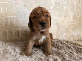 5AF7A0E4-D668-462E-B8F8-0081358D90F2.jpeg (143.53 КБ, Просмотров: 1356) 5AF7A0E4-D668-462E-B8F8-0081358D90F2.jpeg