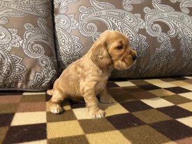 5B627896-C274-4859-9B2B-449F0E737145.jpeg (191.59 КБ, Просмотров: 1356) 5B627896-C274-4859-9B2B-449F0E737145.jpeg