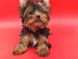 image.jpeg (176.52 КБ, Просмотров: 1845) image.jpeg