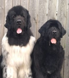 япгнп.jpg (191.45 КБ, Просмотров: 3034) япгнп.jpg