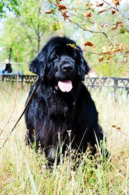 маркиза(13).jpg (339.76 КБ, Просмотров: 3568) маркиза(13).jpg