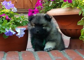 Z_20180624_223228.jpg (609.83 КБ, Просмотров: 1939) Z_20180624_223228.jpg