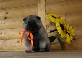 P6163861_orang.jpg (68.94 КБ, Просмотров: 1939) P6163861_orang.jpg