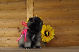 P6163939_roz.jpg (62.5 КБ, Просмотров: 2064) P6163939_roz.jpg