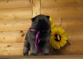 P6164094_bar.jpg (66.88 КБ, Просмотров: 1939) P6164094_bar.jpg