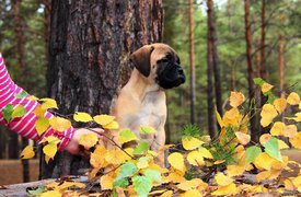 IMG_2981.JPG (233.21 КБ, Просмотров: 1526) IMG_2981.JPG