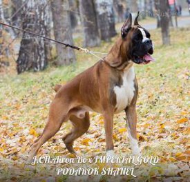 Подарок2.jpg (25.66 КБ, Просмотров: 1484) Подарок2.jpg