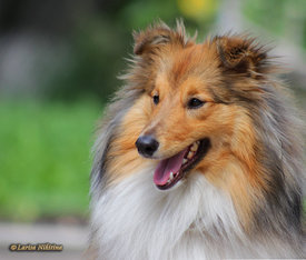 15205743632934122.jpg (105.48 КБ, Просмотров: 2214) 15205743632934122.jpg