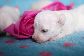 odPlYw8lkVw.jpg (76.28 КБ, Просмотров: 3854) odPlYw8lkVw.jpg