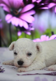 4587444400.jpg (111.79 КБ, Просмотров: 3591) 4587444400.jpg