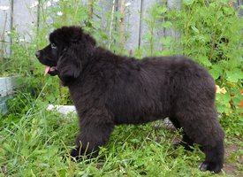 image (36).jpg (165.14 КБ, Просмотров: 2795) image (36).jpg