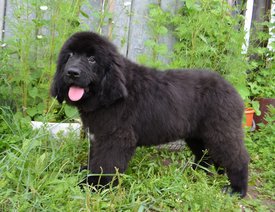 image (37).jpg (162.5 КБ, Просмотров: 3324) image (37).jpg