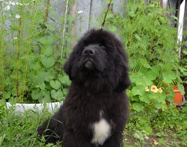 image (41).jpg (162.64 КБ, Просмотров: 3316) image (41).jpg