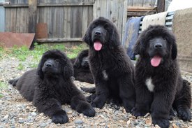 image (11).jpg (187.8 КБ, Просмотров: 2795) image (11).jpg