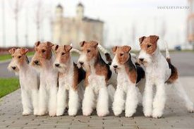 13095942_1242362995776471_1894461810920160490_n.jpg (12.94 КБ, Просмотров: 8133) 13095942_1242362995776471_1894461810920160490_n.jpg