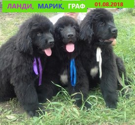 image (62).jpg (121.38 КБ, Просмотров: 3211) image (62).jpg