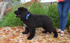 image (53).jpg (144.17 КБ, Просмотров: 3211) image (53).jpg