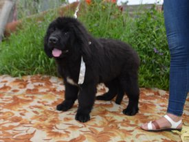 image (59).jpg (130.6 КБ, Просмотров: 2674) image (59).jpg