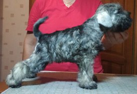 2. кабель Престиж Мохаммед Али фото.jpg (192.26 КБ, Просмотров: 1721) 2. кабель Престиж Мохаммед Али фото.jpg